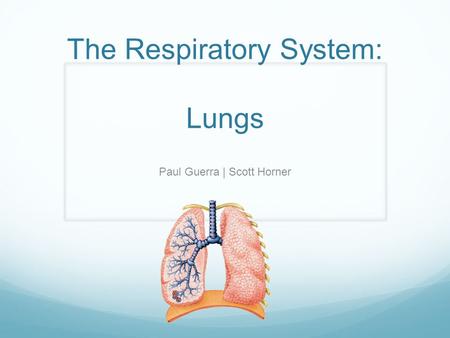 The Respiratory System: Lungs Paul Guerra | Scott Horner.