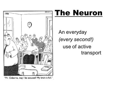 The Neuron An everyday (every second!) use of active transport