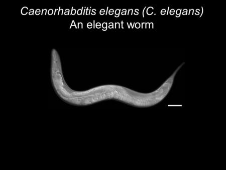 Caenorhabditis elegans (C. elegans) An elegant worm.