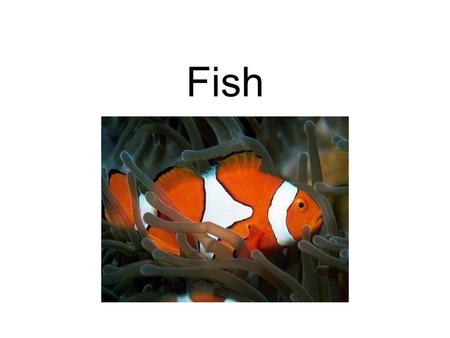 Fish. Classification Kingdom- Animalia Phylum- Chordata Sub Phylum- Vertebrata Classes- Agnatha, Chondrichthyes, Osteichthyes.