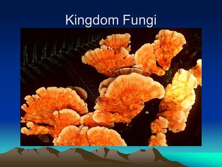 Kingdom Fungi.