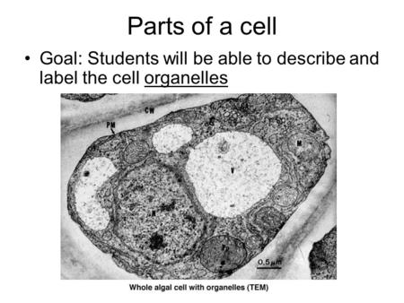 Parts of a cell Goal: Students will be able to describe and label the cell organelles.
