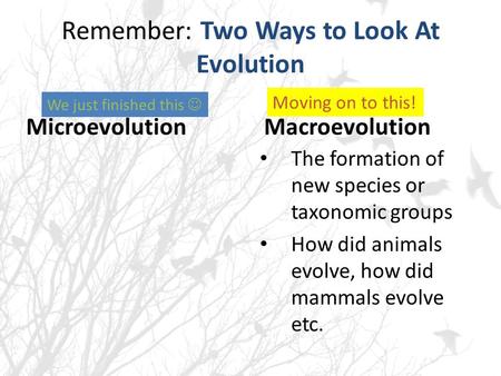 Remember: Two Ways to Look At Evolution MicroevolutionMacroevolution The formation of new species or taxonomic groups How did animals evolve, how did mammals.