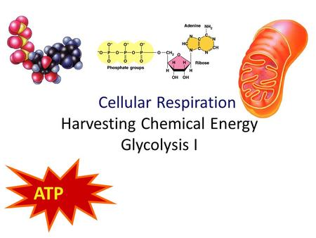 Cellular Respiration Harvesting Chemical Energy Glycolysis I