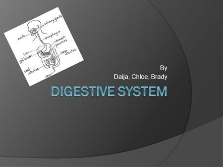 By Daija, Chloe, Brady. Questions  Where is the digestive system located?  How does the digestive system work?  What is a system that works with the.