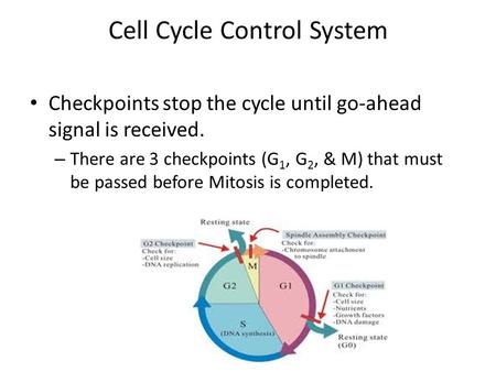 Cell Cycle Control System Checkpoints stop the cycle until go-ahead signal is received. – There are 3 checkpoints (G 1, G 2, & M) that must be passed before.