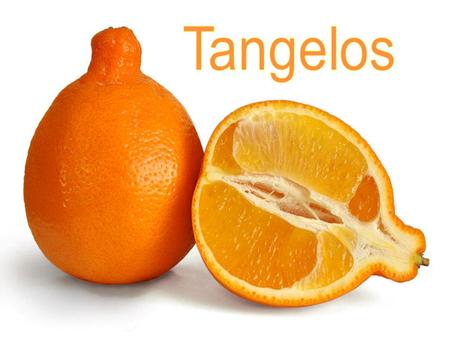 The tangelo is a citrus fruit that is a hybrid of a mandarin orange and either a pomelo or a grapefruit The tangelo is so different than other citrus.