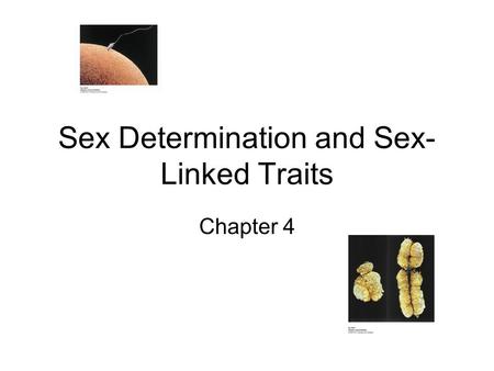 Sex Determination and Sex-Linked Traits
