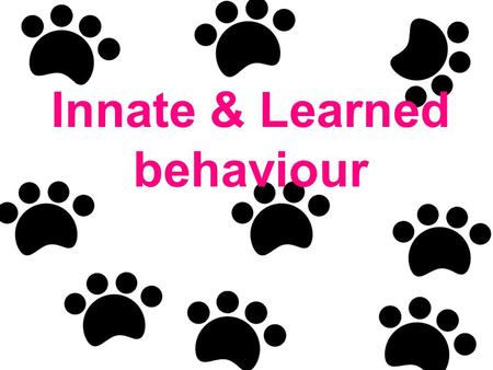 Innate & Learned behaviour. Scientists Ethologists –Study behaviour of animals in their natural environment Patterns of behaviour that affect an animal’s.