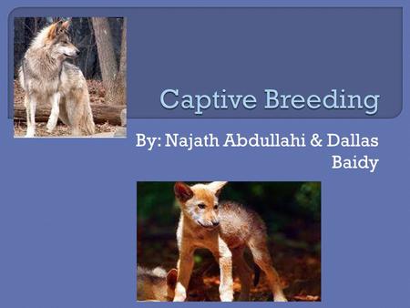 By: Najath Abdullahi & Dallas Baidy.  Interbreeding  Persecution by humans  Low population.