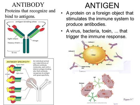 ANTIGEN ANTIBODY Proteins that recognize and bind to antigens.
