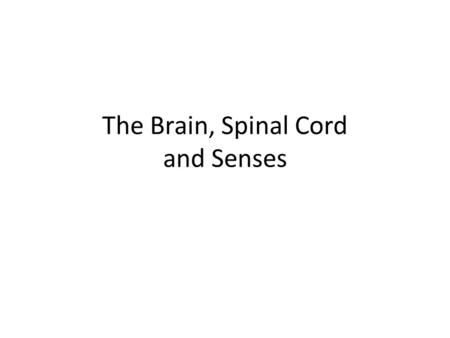 The Brain, Spinal Cord and Senses. The Brain Your brain is the body’s major control center. It enables you to: – Analyze situations, communicate, create,