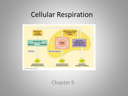 Cellular Respiration Chapter 9. Interest Grabber Feel the Burn Do you like to run, bike, or swim? These all are good ways to exercise. When you exercise,