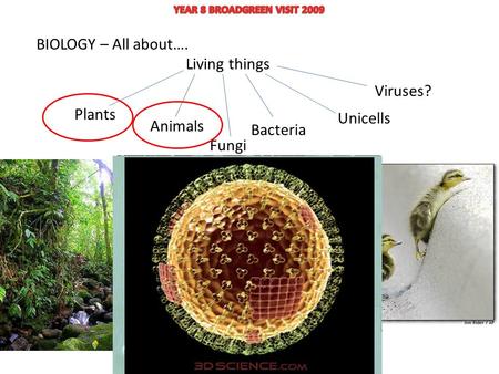 BIOLOGY – All about…. Living things Plants Animals Fungi Unicells Bacteria Viruses?