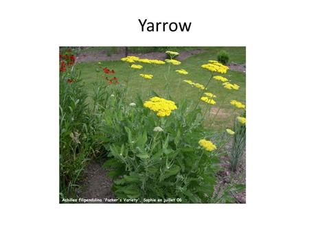 Yarrow. Maidenhair Fern Bromeliad African Lily.