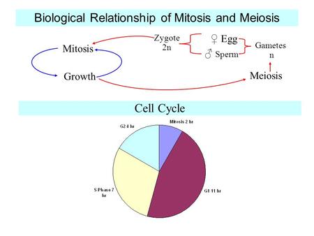Biological Relationship of Mitosis and Meiosis