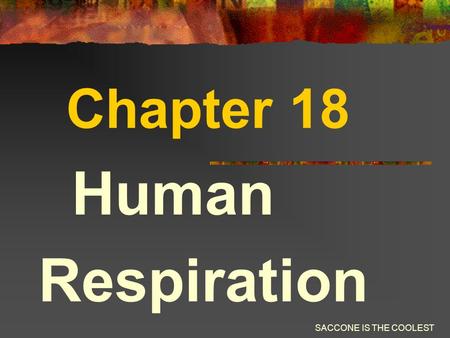 SACCONE IS THE COOLEST Chapter 18 Human Respiration.