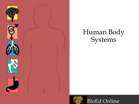 BioEd Online Human Body Systems. www.BioEdOnline.org BioEd Online Levels of Organization in the Body Cells Tissues Epithelial, connective, muscular, nervous.