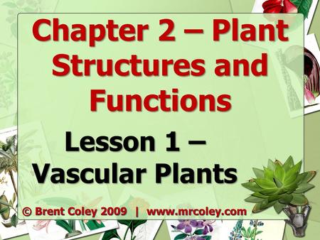 Chapter 2 – Plant Structures and Functions Lesson 1 – Vascular Plants © Brent Coley 2009 | www.mrcoley.com.
