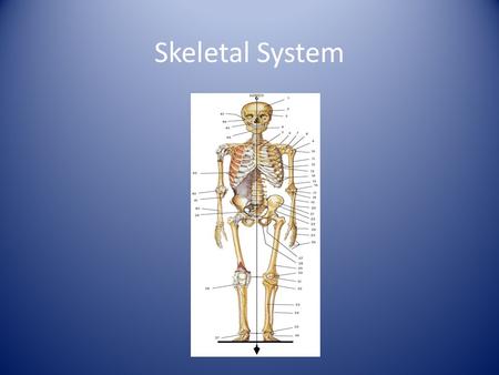 Skeletal System. Introduction The framework of bones and cartilage that protects our organs and allows us to move is called the skeletal system. The branch.