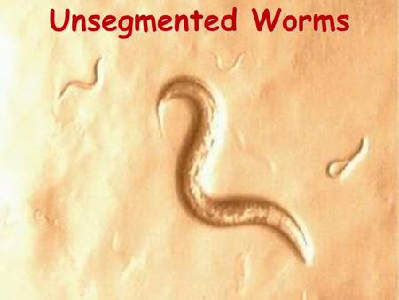 Unsegmented Worms. Flatworms Belong to the phylum platyhelminthes. (Plat = flat) There are three classes: –Turbellaria –Trematoda –Cestoda.