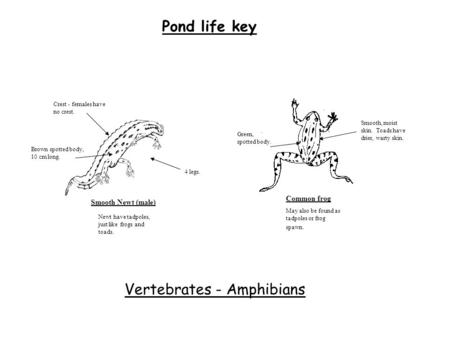 Vertebrates - Amphibians