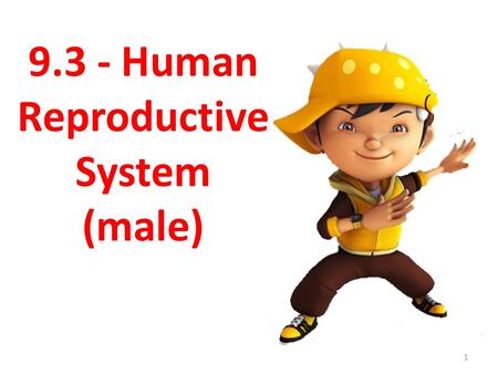 9.3 - Human Reproductive System