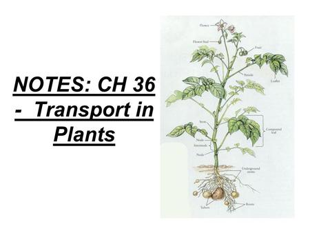 NOTES: CH 36 - Transport in Plants