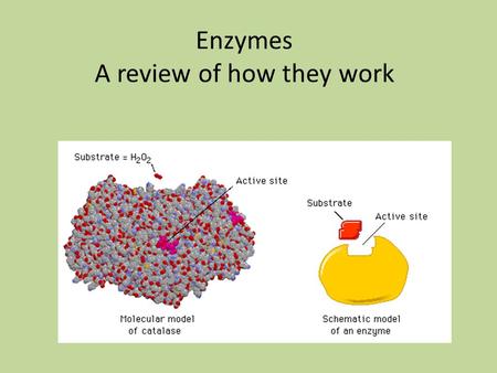 Enzymes A review of how they work. Generate a definition of Enzymes Proteins that promote specific rxns in cells by lowering activation energy required.