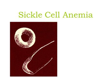 Sickle Cell Anemia. P. falciparum – Blood stages Uninfected RBC 2 hr. 4 hr. 12 hr.