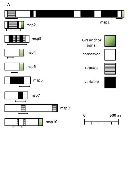 A msp1 msp2 msp3 GPI anchor signal msp4 conserved msp5 repeats msp6