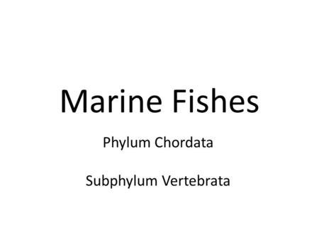 Marine Fishes Phylum Chordata Subphylum Vertebrata.