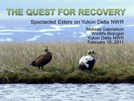 The Quest for Recovery Continues - Yukon Delta NWR – February 15, 2011 1 Spectacled Eiders on Yukon Delta NWR Melissa Gabrielson Wildlife Biologist Yukon.