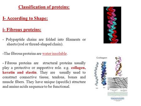 Classification of proteins: I- According to Shape: i- Fibrous proteins: - Polypeptide chains are folded into filaments or sheets (rod or thread-shaped.