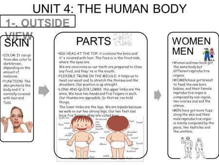 UNIT 4: THE HUMAN BODY 1-. OUTSIDE VIEW SKIN COLOR: It can go from skin color to dark brown, depending on the amount of melanine. FUNCTION: The skin protects.