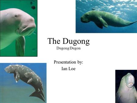 The Dugong Dugong Dugon Presentation by: Ian Loe.