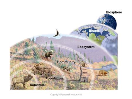 Slide 1 of 21 Levels of Organization Copyright Pearson Prentice Hall Ecosystem Community Population Individual Biome Biosphere.