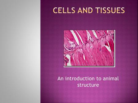 An introduction to animal structure. Although there is much debate as to how much cell specialization can be affected by external conditions, scientists.