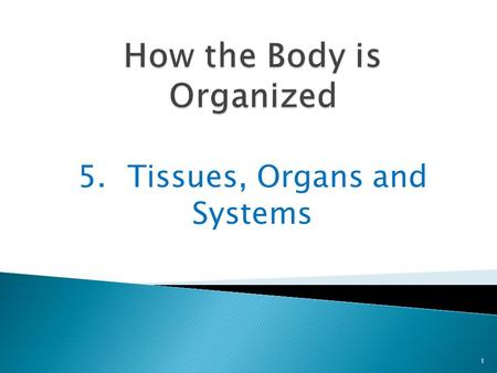 5.Tissues, Organs and Systems 1. You know that cells are the smallest part of your body 2 And you know that different cells have different jobs.