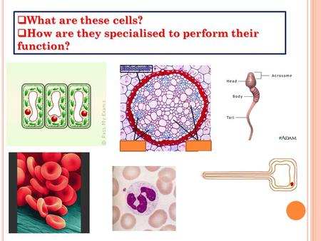  What are these cells?  How are they specialised to perform their function?