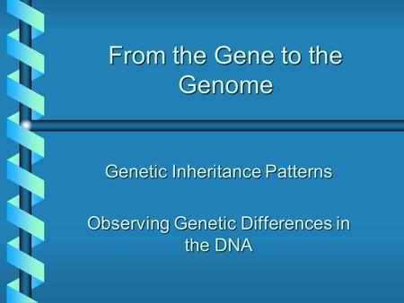From the Gene to the Genome Genetic Inheritance Patterns Observing Genetic Differences in the DNA.