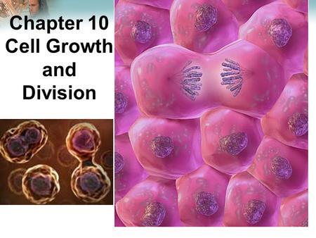 Lesson Overview Lesson Overview The Process of Cell Division Chapter 10 Cell Growth and Division.