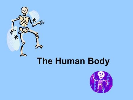 The Human Body. MusclesCardiacVoluntary Muscle Involuntary Muscle Bone MarrowSkeletalCraniumCompact Bone Spongy BoneLigamentsTendonCartilage VertebraeBrainX.