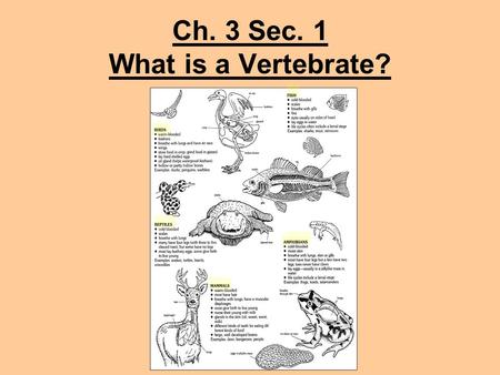 Ch. 3 Sec. 1 What is a Vertebrate?