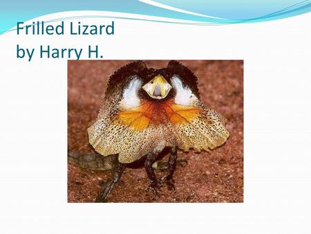 Frilled Lizard by Harry H. Appearance Smooth Scaly Big ruff frill Long tail Long legs.