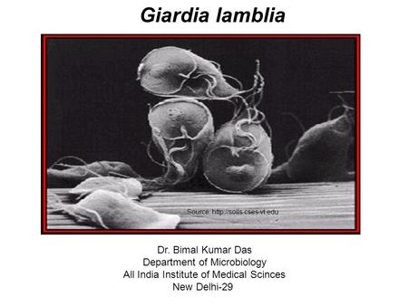 Giardia lamblia Dr. Bimal Kumar Das Department of Microbiology All India Institute of Medical Scinces New Delhi-29 Source: