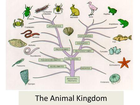 The Animal Kingdom. Characteristics of Animals Eukaryotic Multicellular Reproduce Specialized Cells Heterotrophic (must obtain food) Must Digest Food.