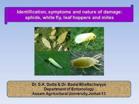 Dr. S.K. Dutta & Dr. Badal Bhattacharyya Department of Entomology Assam Agricultural University,Jorhat-13 Identification, symptoms and nature of damage: