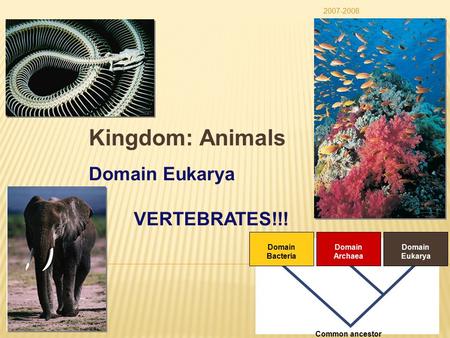 2007-2008 Domain Bacteria Domain Archaea Domain Eukarya Common ancestor Kingdom: Animals Domain Eukarya VERTEBRATES!!!