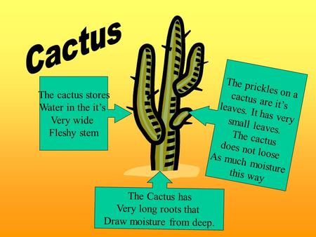The prickles on a cactus are it’s leaves. It has very small leaves. The cactus does not loose As much moisture this way The cactus stores Water in the.